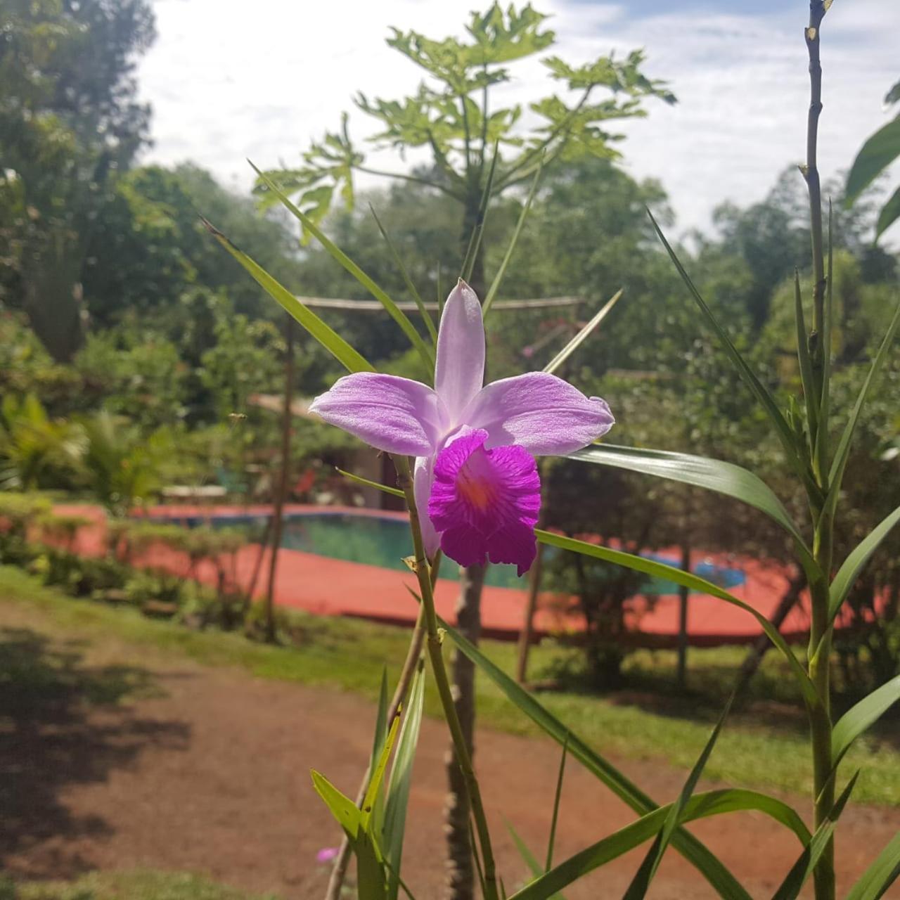 Hotel Y Residencial Amigos Puerto Iguazu Ngoại thất bức ảnh